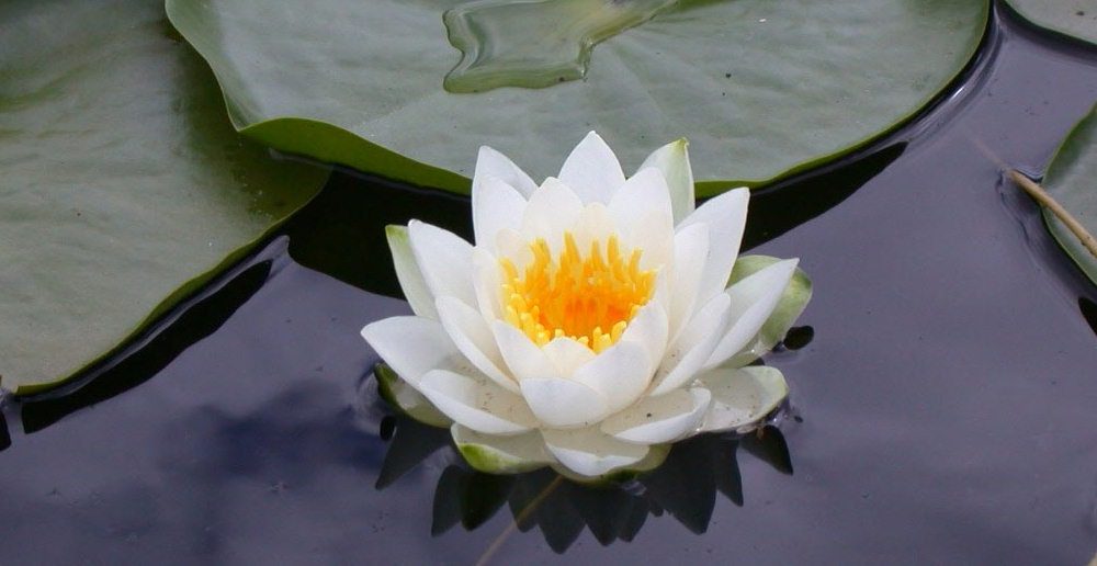 Cosa accade durante un trattamento Reiki